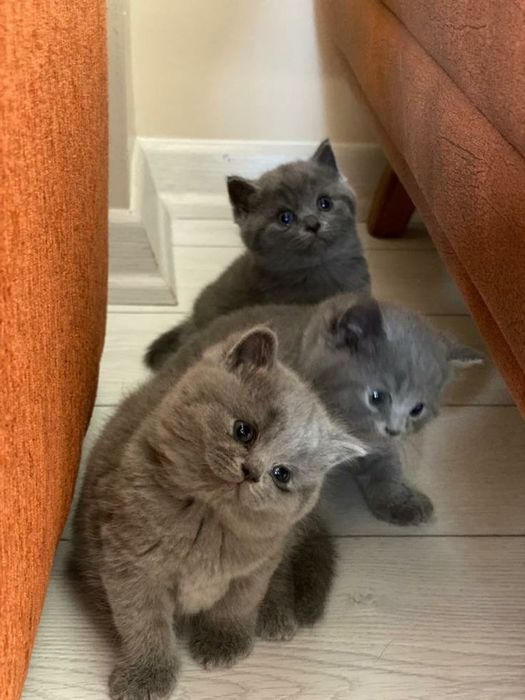 Британские котята