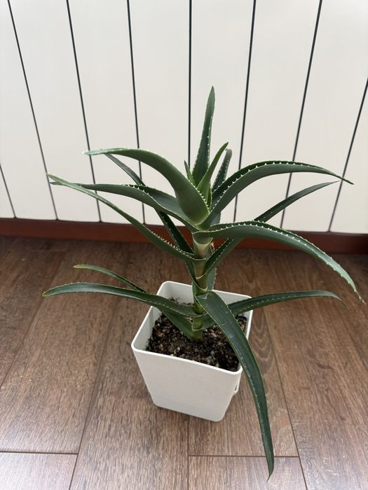 Алоэ разных видов