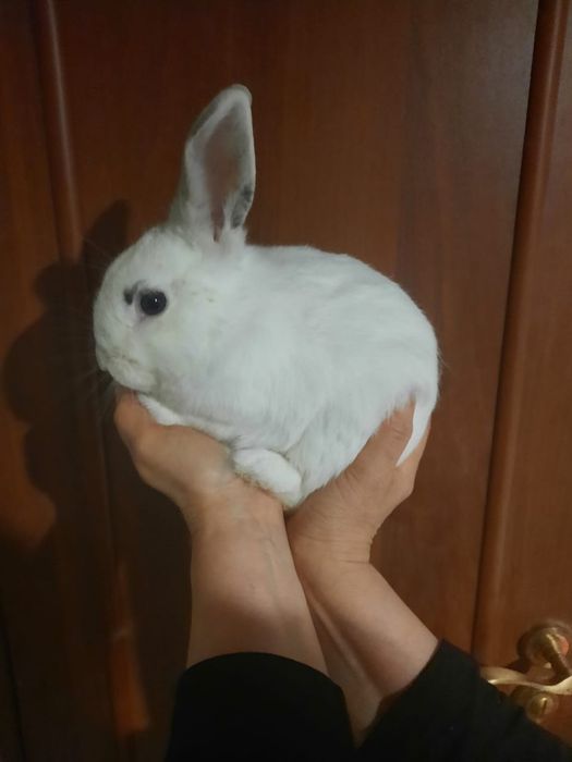 Кролики декоративные