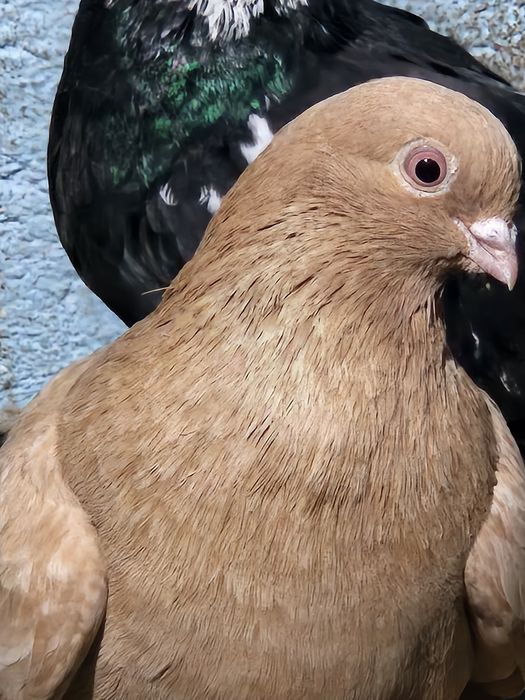 Продам голубей разных мастей летные.