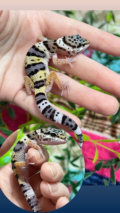 Яркие малыши эублефары