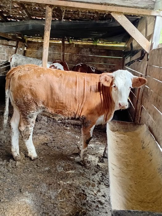 10 viței de vânzare