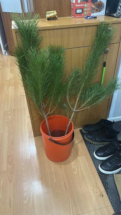 Черная сосна метровая