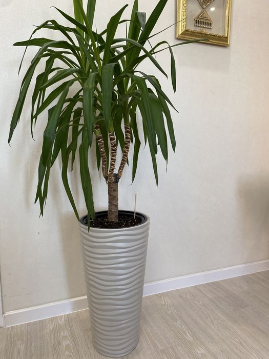 Юкка. Взрослая. Выше метра само дерево без горшка