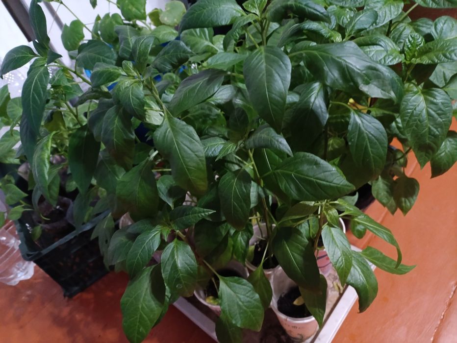 Продам рассаду помидор, баклажан, перца