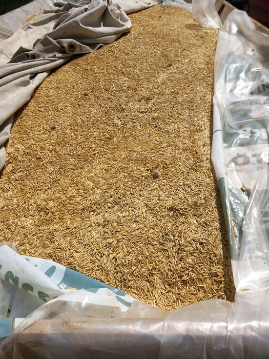 Vand ovăz producție 2025