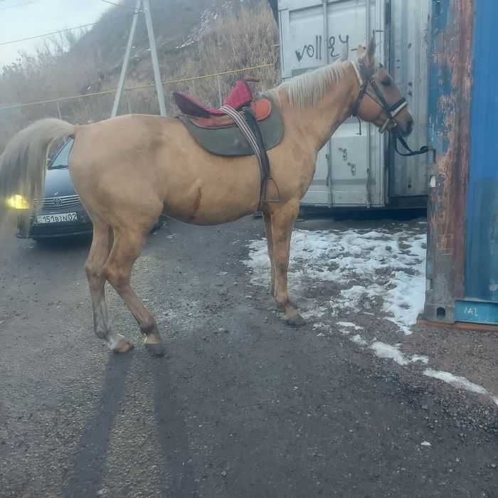 Арашан қошқар  аигыр сатылады