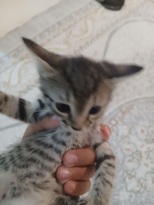 Отдам котенка 2 серый девочка черный мальчик