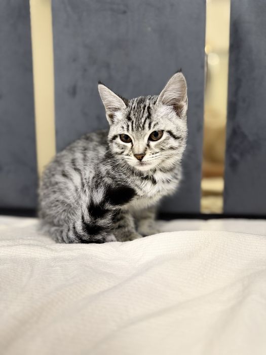 Кошки сатылады срочно