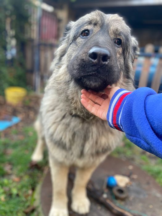 Мецанка търси дом