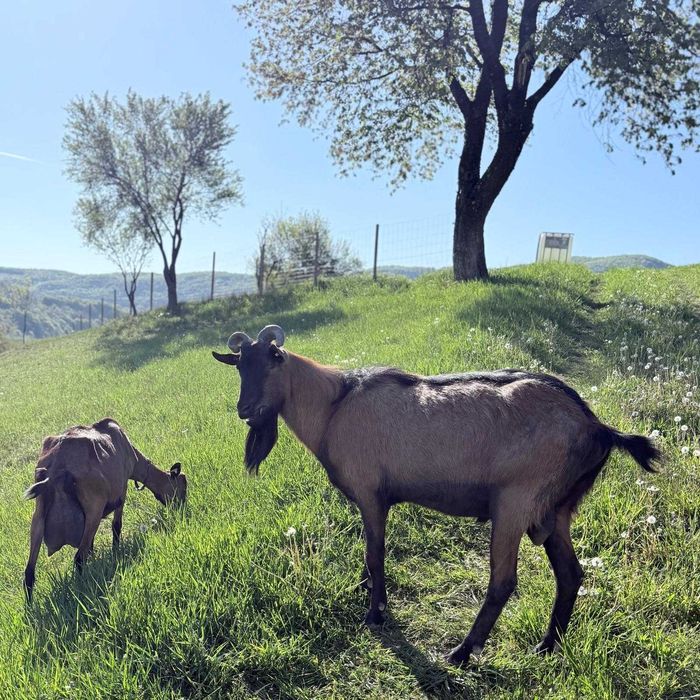 Capre Alpina Franceza cu pedigree