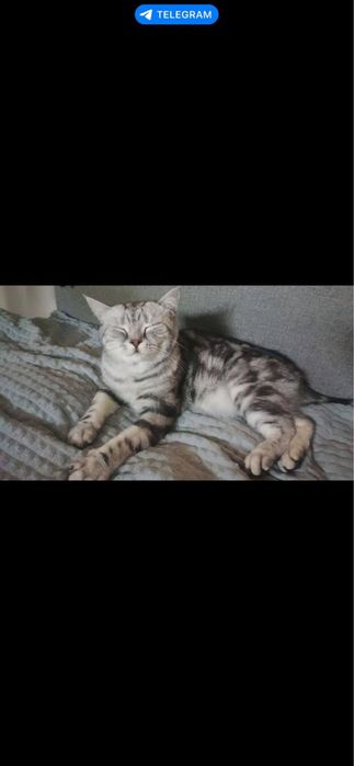 Кот, Котенок, Kot