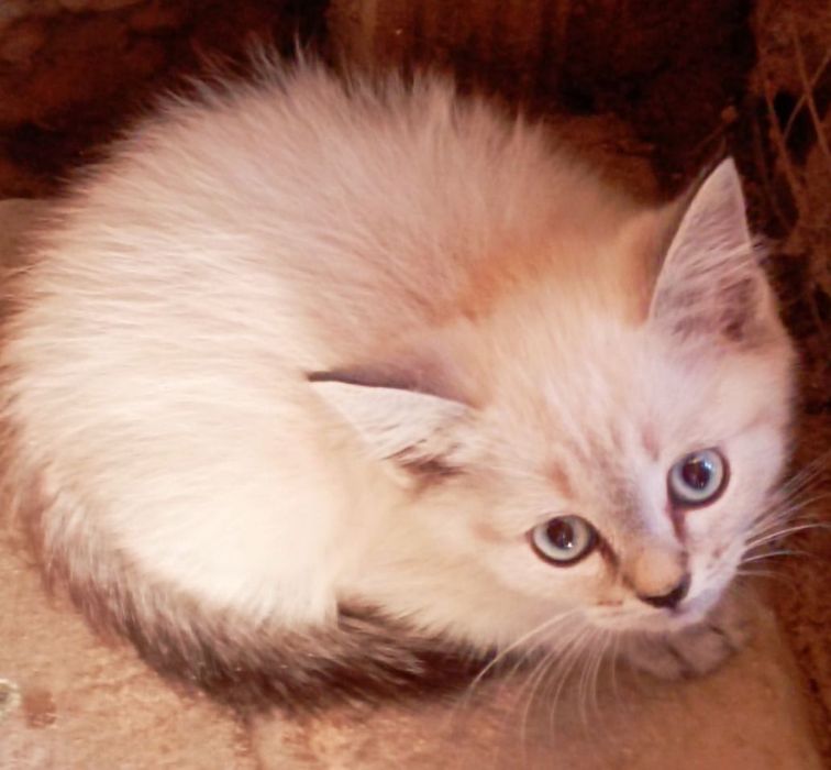 Котик пародистый