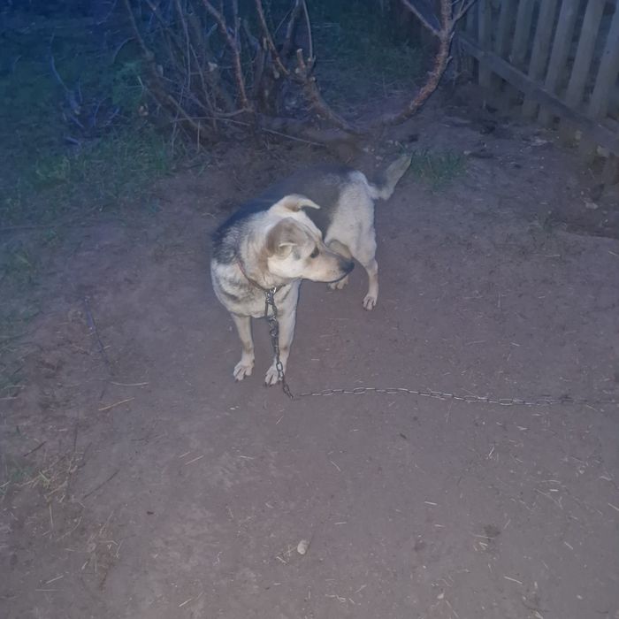 В добрые руки звонок