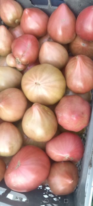 Чорный принц памидор рассада