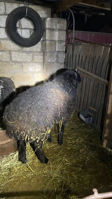 Қой сатылады 100 мыннан