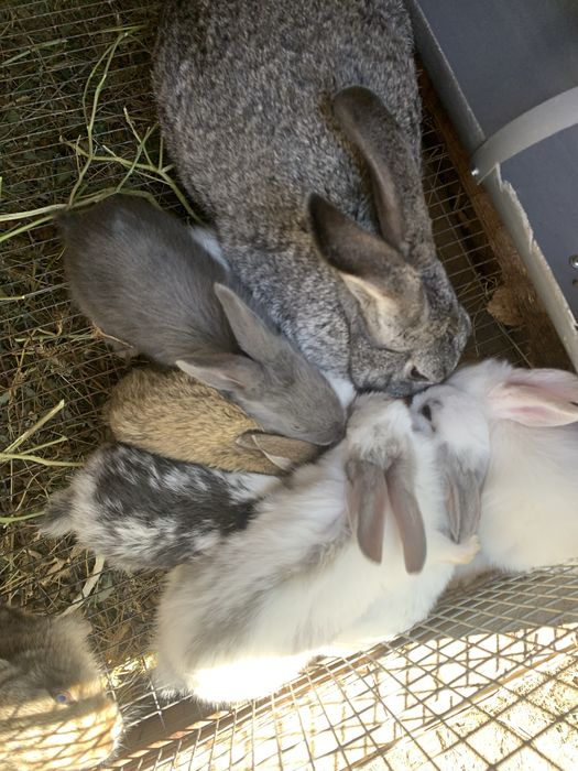 Продам кроликов 4-6 мес