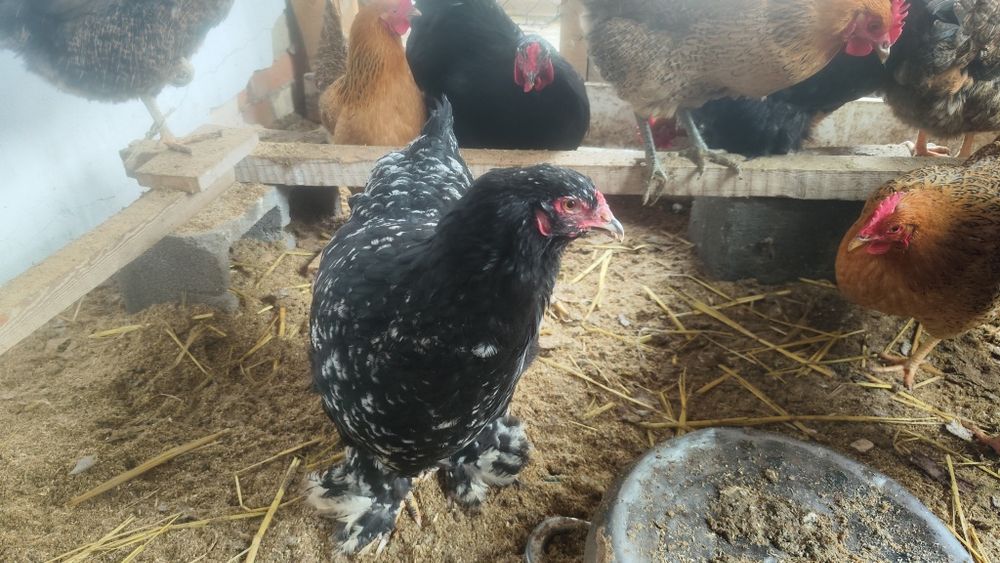 Барма сатыладыыыы