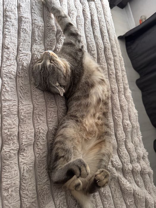 кот шотланд вислоухий