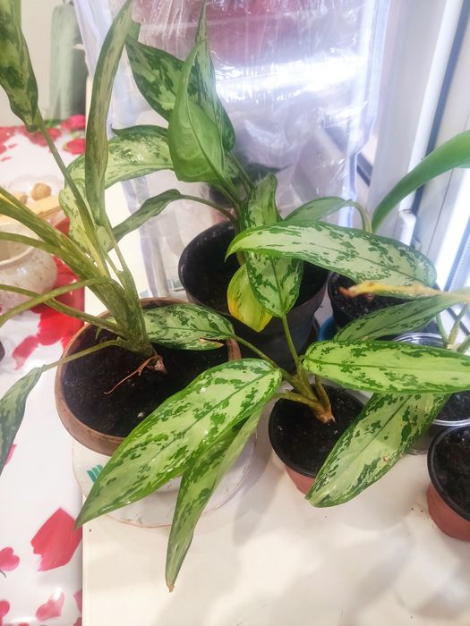 продам комнатные цветы.