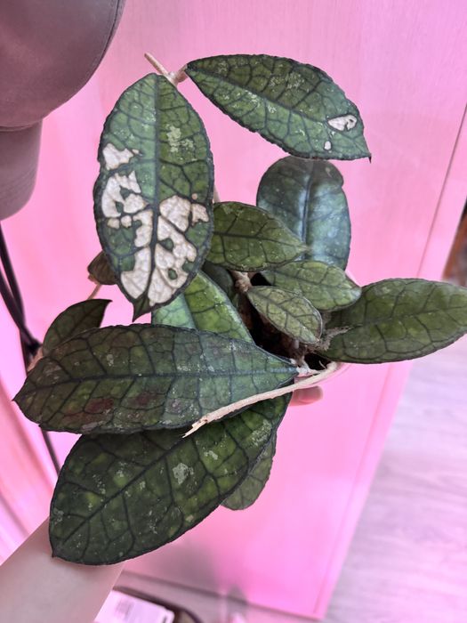 Продам хойю финлаусони