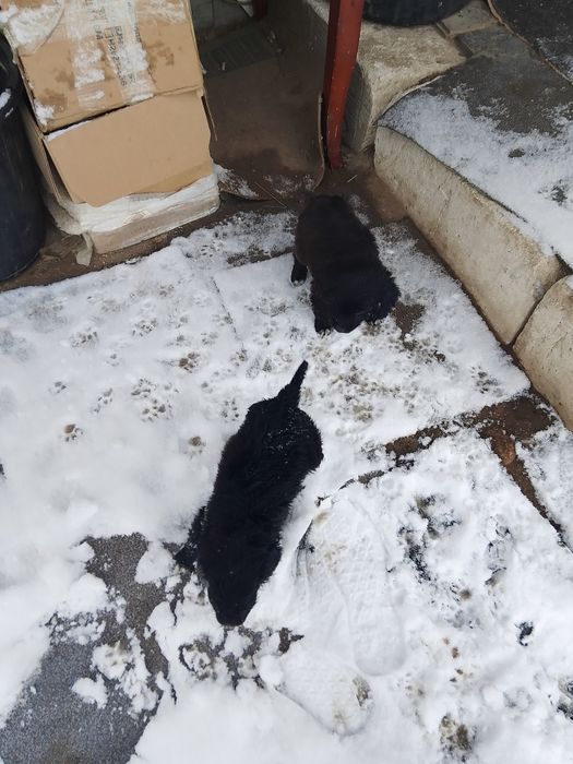 Отдам бесплатно щенков