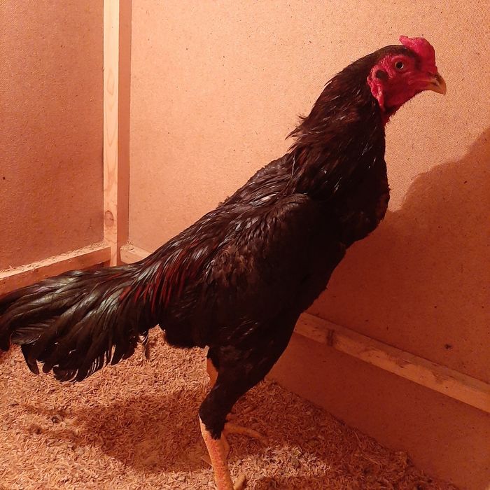 Хуроз.зоти Кореа.