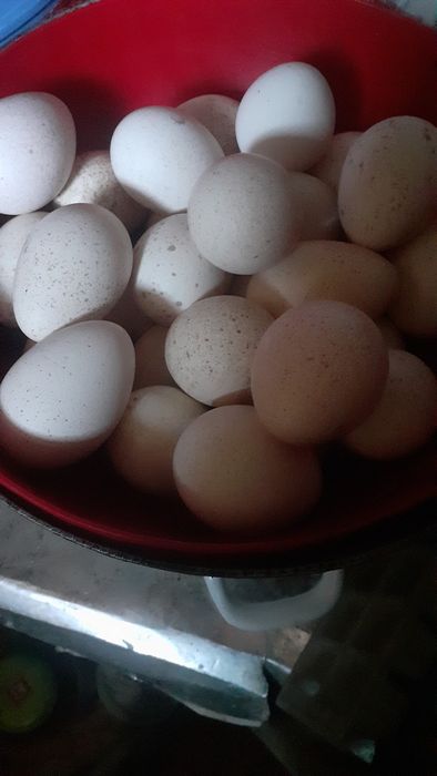 Curca și ouă  de vânzare  pt a fi closca