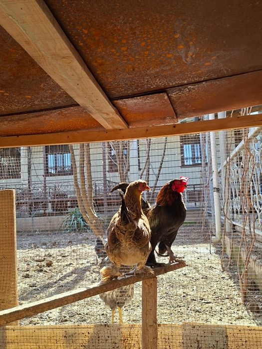 Карликовая петух и курица
