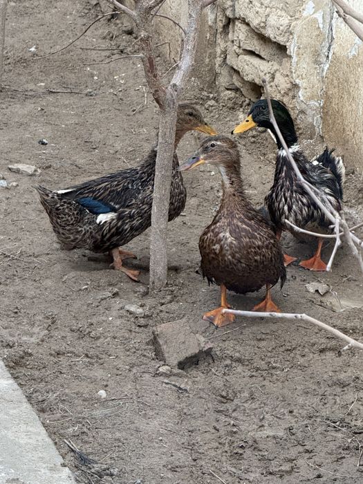 Продам домашних уток