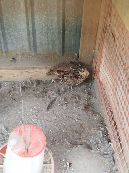 Продам Королевских Фазанов Пара