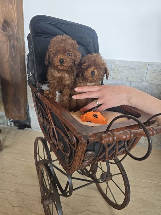 Тийкъп Пудел момичета