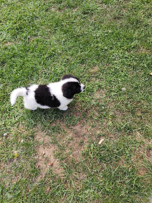Donez căței pentru adopție