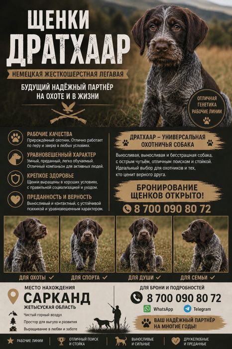 Дратхаар щенята.