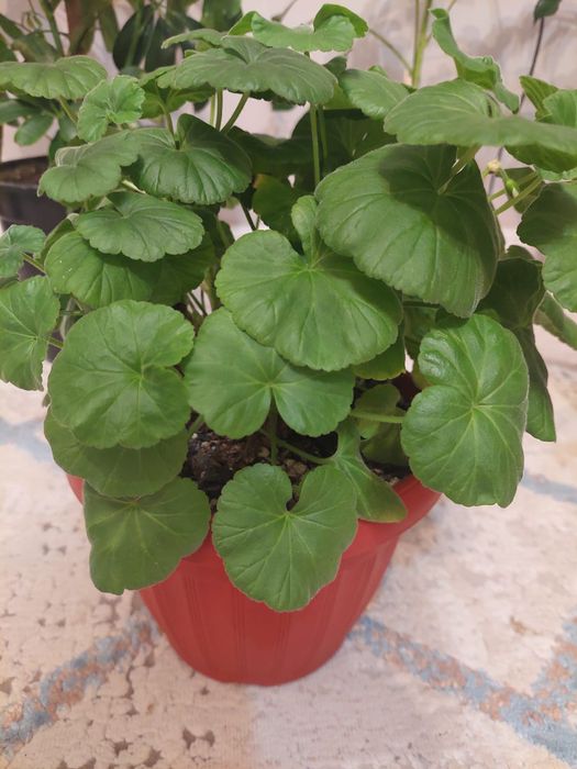 Әр түрлі гүлдер әр түрлі бағада