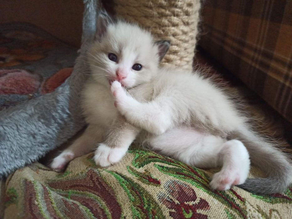 Котята недорого.