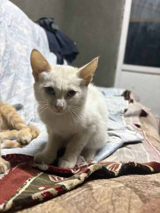 котенок девочка,отдадим в добрые руки:)