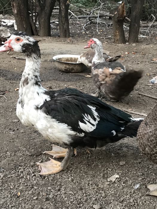 Продаются индоутки