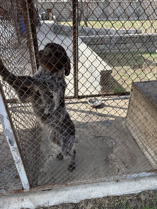 Дратхар  сука продам г алматы