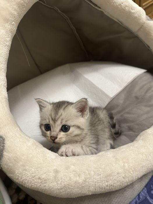 котенок 2месяца.
