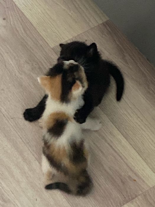котята в хорошие руки