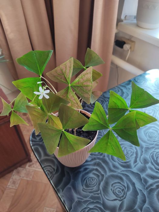 Домашние цветы комнатные