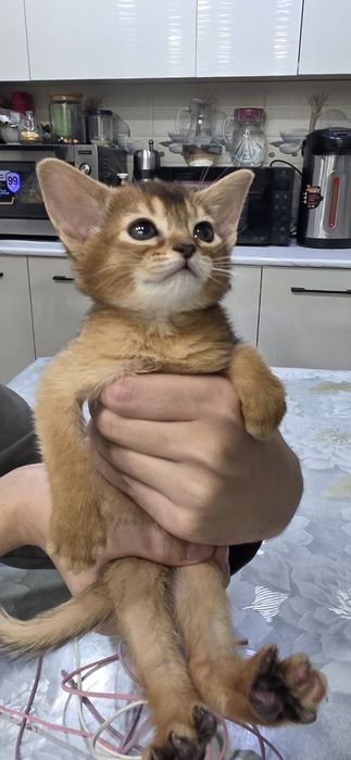 Продаётся Абессинский котята