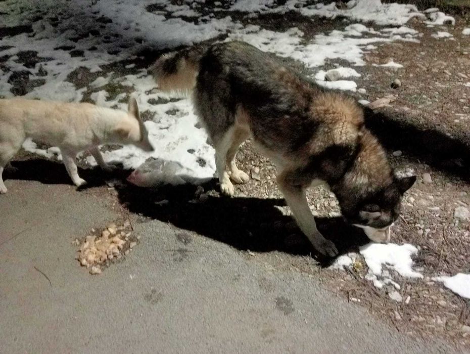 Ищем хозяев  собаки  , мальчик