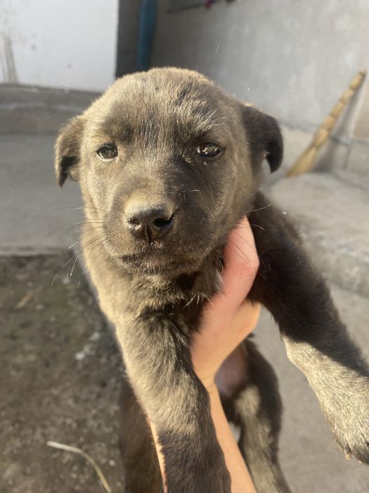 Щенок в добрые руки