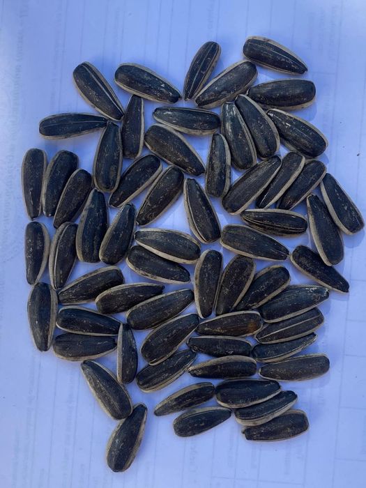 Отборные семечки