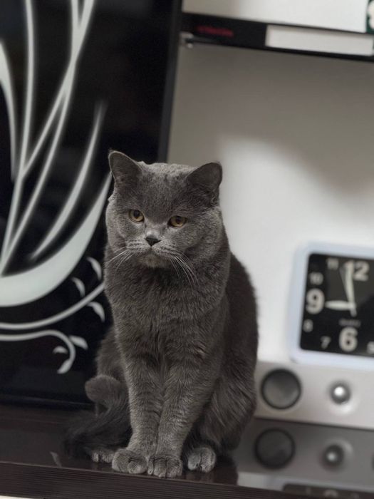 Вислоухая скоттиш страй