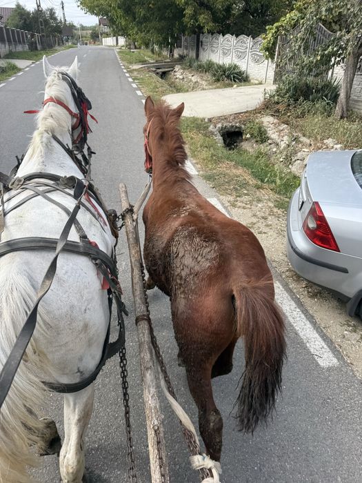 Vand carlana de 6 luni