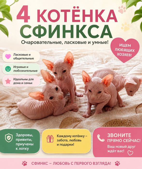 Катята канадского сфинкса
