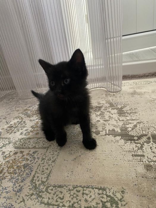 Отдам котенка в добрые руки